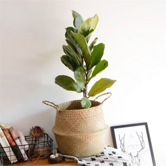 wicker planter with green plant