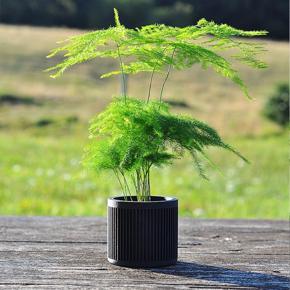 Pot de fleur pour fougère