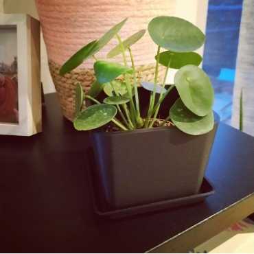 Square Plant Pot sur cache-pot.fr