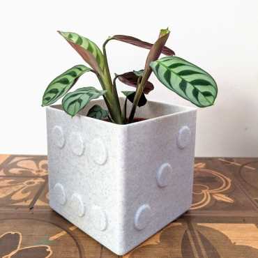 Sierpot Dé sur cache-pot.fr