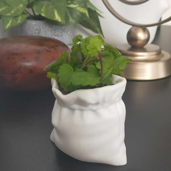 Sierpot Sacapatate sur cache-pot.fr