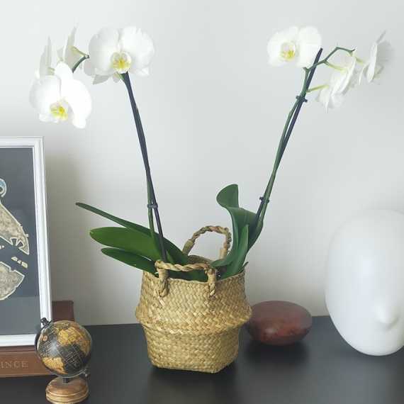 Bohemian Wicker Planter sur cache-pot.fr