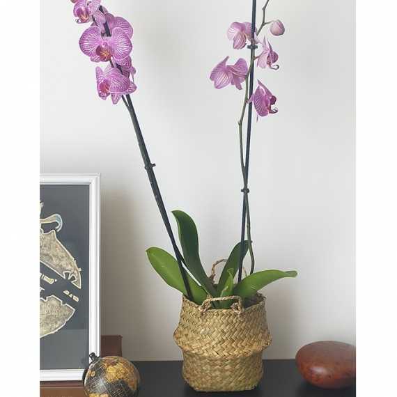 Bohemian Wicker Planter sur cache-pot.fr