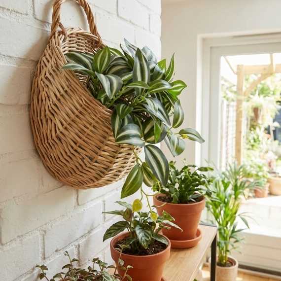Wall-mounted rattan plant pot sur cache-pot.fr