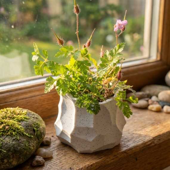 Sierpot Lito sur cache-pot.fr