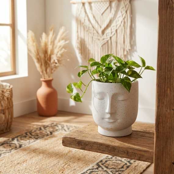 Serenity planter sur cache-pot.fr