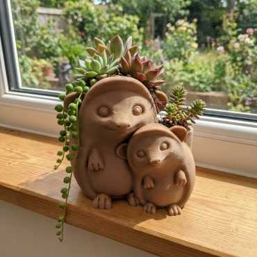 Sierpot egel sur cache-pot.fr