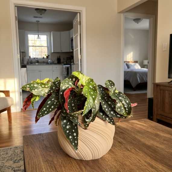 Spirulus Plant Pot Cover sur cache-pot.fr