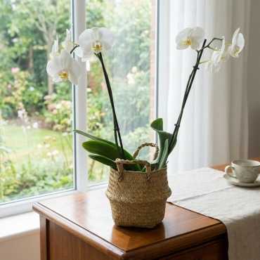 Bohemian Plant pot in wicker sur cache-pot.fr