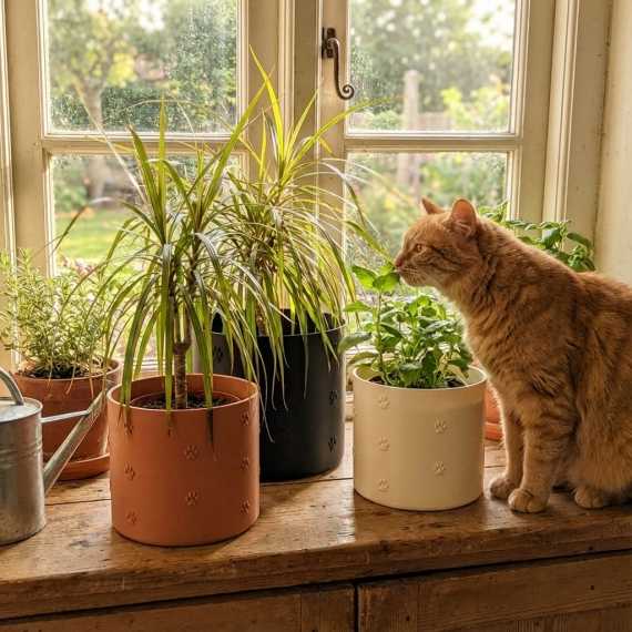Maceta Matou sur cache-pot.fr