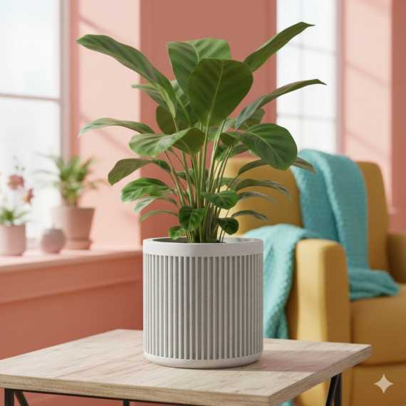 Maceta Bao sur cache-pot.fr