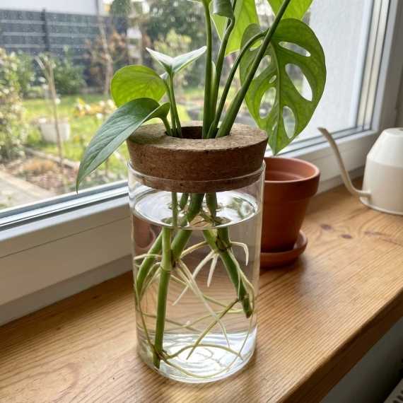 Hydroponischer Pflanztopf aus Glas sur cache-pot.fr