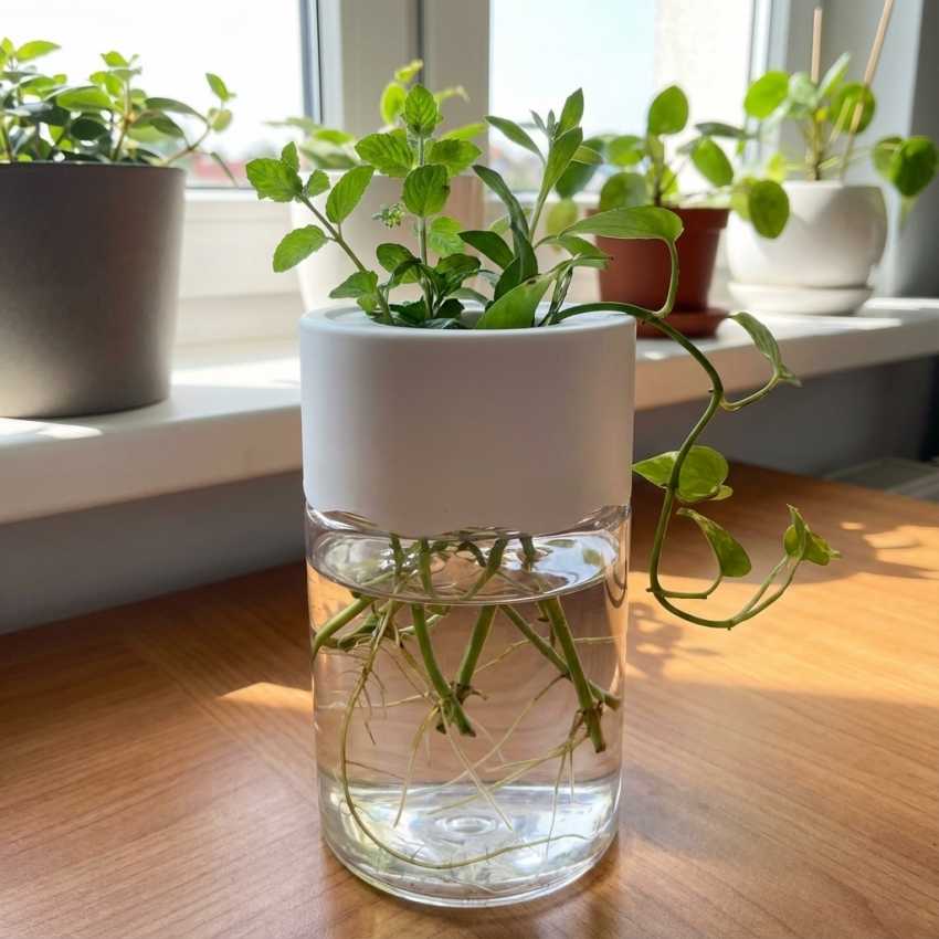 Plastic hydroponic plant pot sur cache-pot.fr