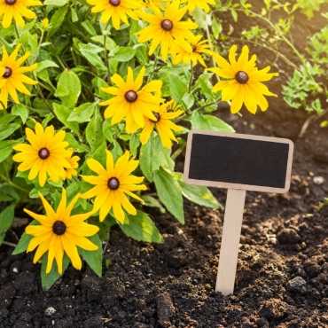 Slate Plant Labels sur cache-pot.fr