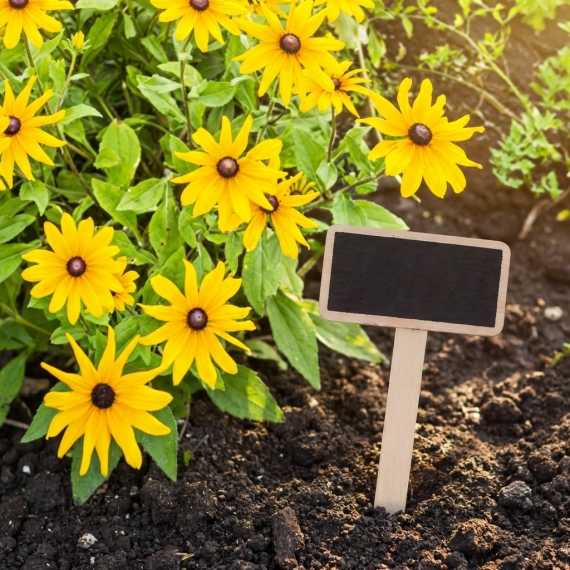 Slate Plant Labels sur cache-pot.fr