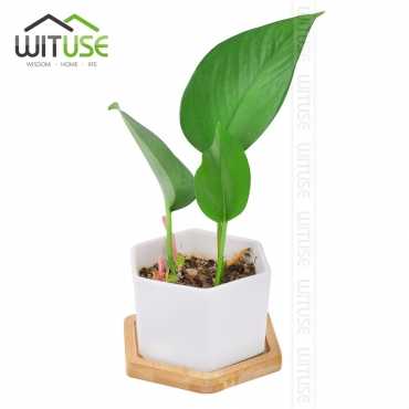 Soucoupe pour pot de fleur - 2 Soucoupe pour pot de fleur - 2