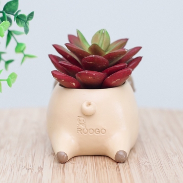 Sleeping dog flower pot - 4